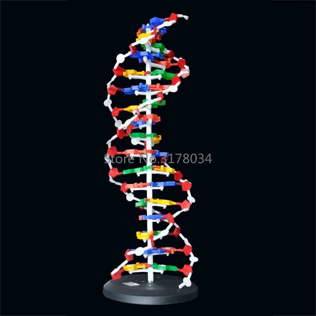 60cm Big Size DNA Model Kit Double Helix Model Components Instrument for Science Education