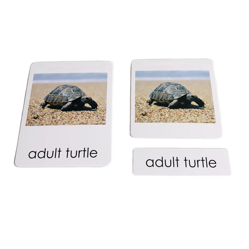 Montessori Life Cycle of Turtle Models and 3-Part Cards Biology Learning Resources Preschool Educational Equipment Teaching Aids