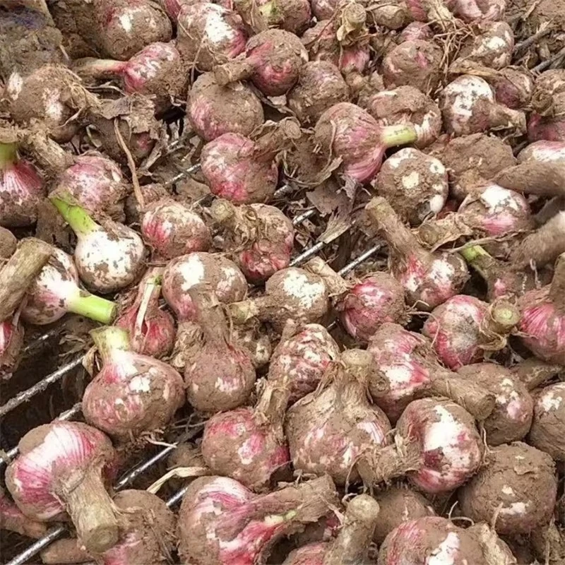 Custom Automatic Garlic Stem Leaf and Root Cutter Garlic Stem Cutting Machine