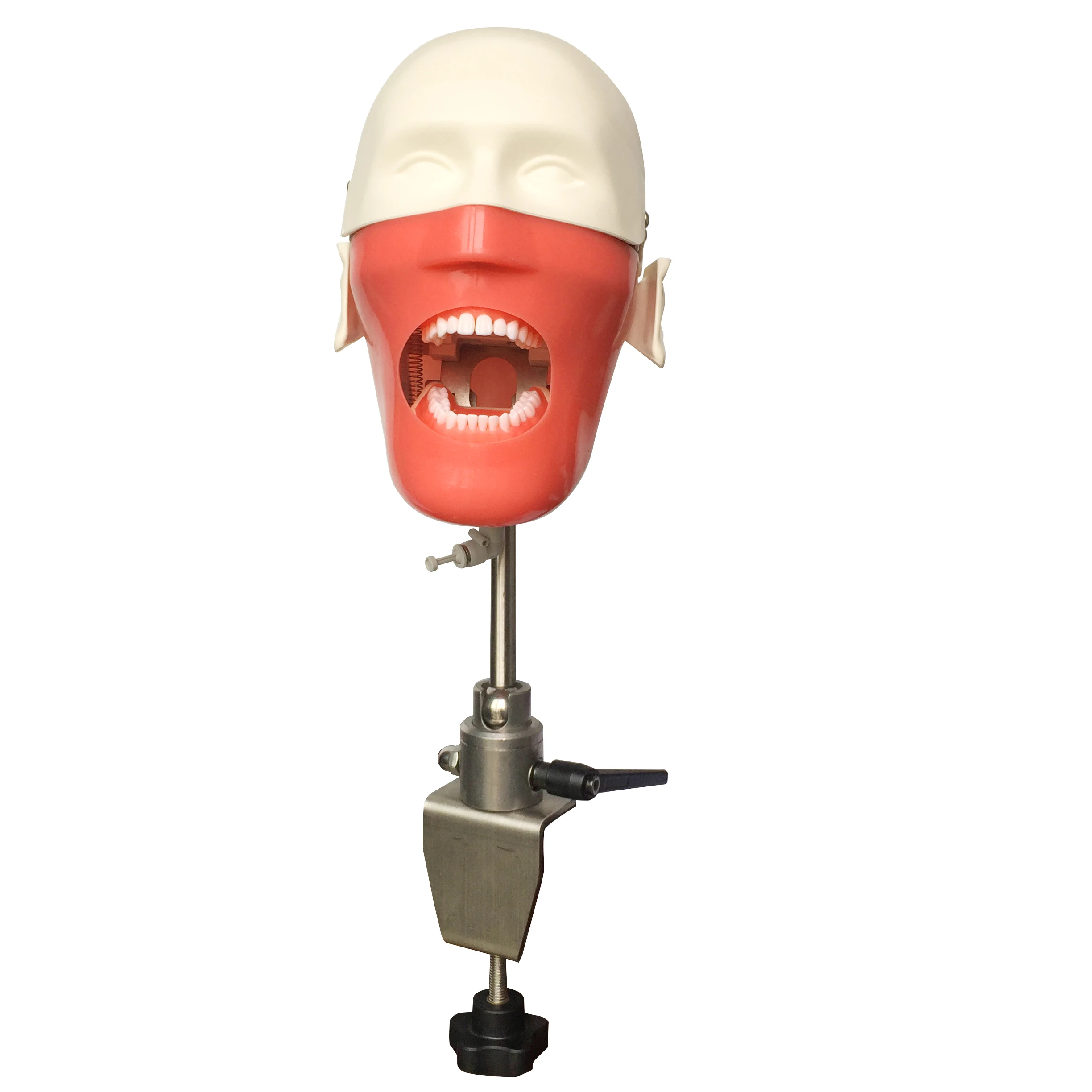 

GREATLH Dentist Model Manikin Head Model Manikin Phantom with Teeth for Teaching Practice Training Dentist Study Instrument