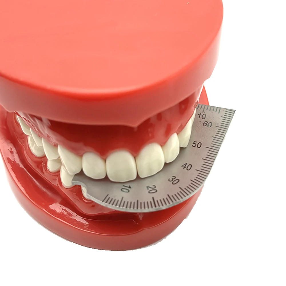 Dental Bite Gauge Bone Caliper Mouth Gag Opening Capacity Measuring Stainless Steel Ruler