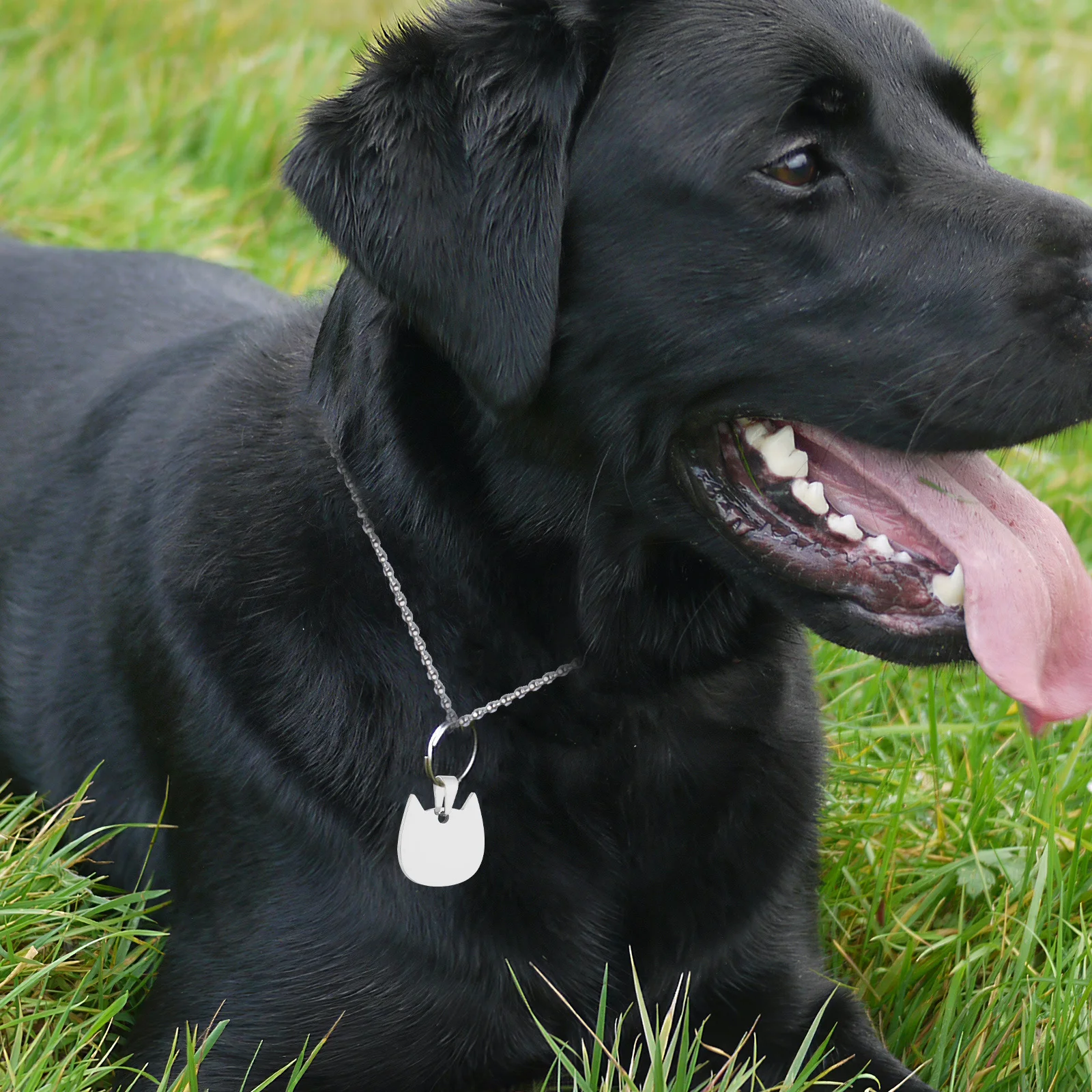 

3Pcs Anti-Lost Pet Id Tags Engraved Custom Name Stainless Steel Dog Cat Collar Dog Tag Anti-Lost Pet Tag Blank Engraved Tag,