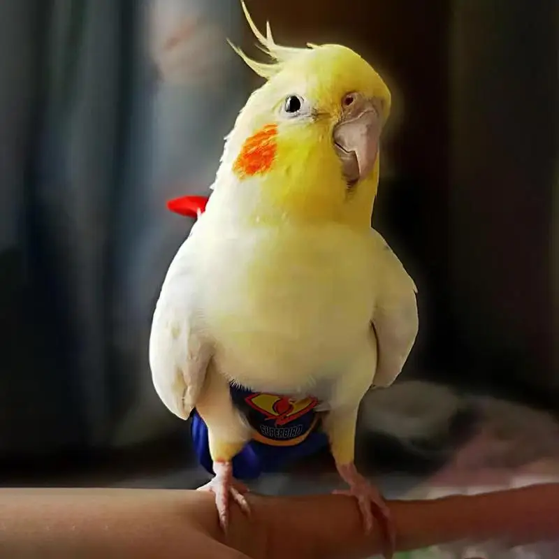 Parrot Diaper Cute Bird Physiological Diaper Cockatiel Pigeons Small Medium Large Pet Birds Flight Suit Clothes Nappy Washable