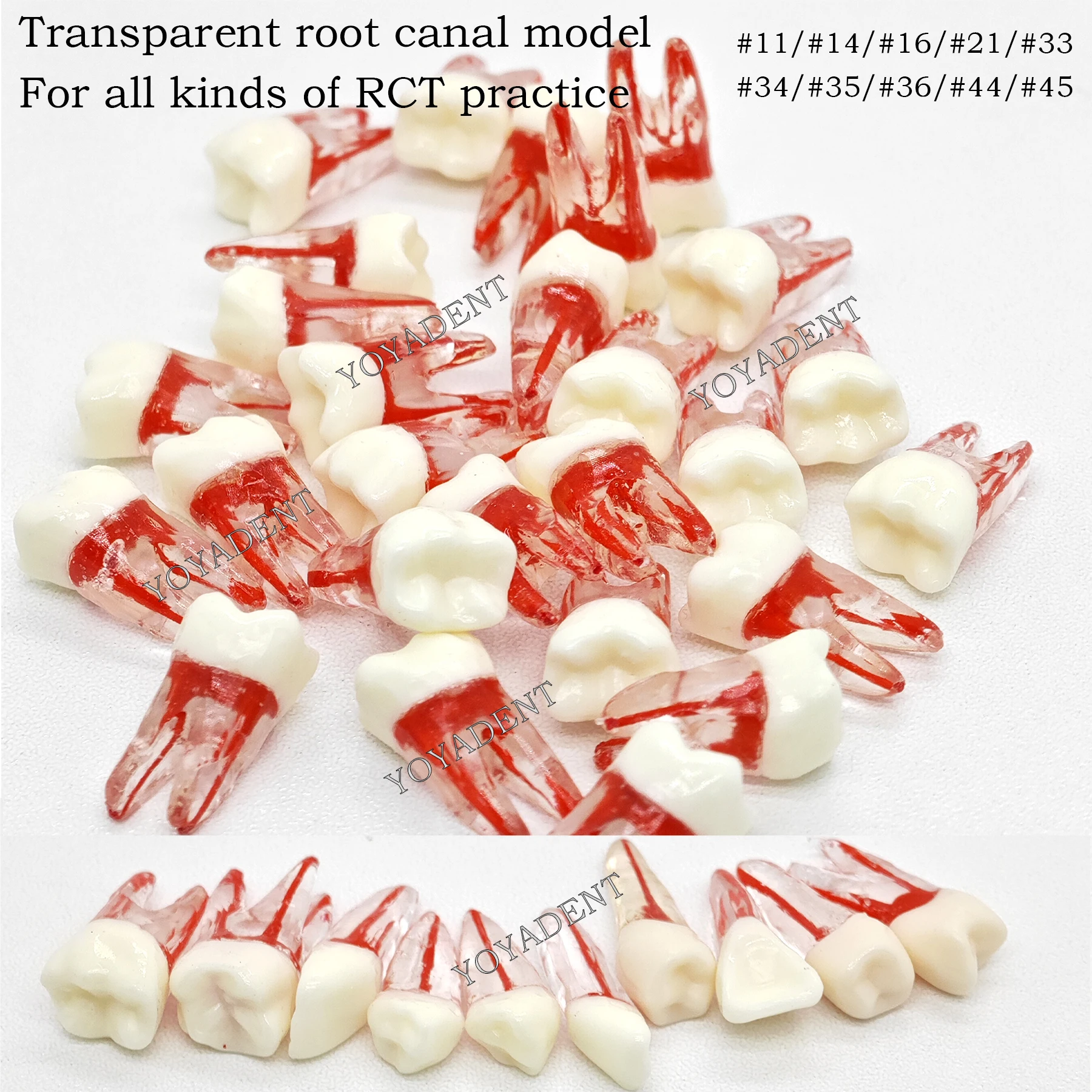 

Dental Teeth Model Resin Endo Root Canal Tooth Granules Cavity Preparation Filling Practice RCT Practice 1:1 Natural Size