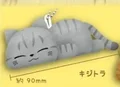 grey tabby cat