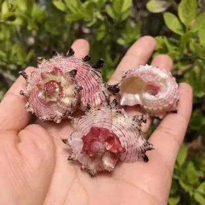 Natural Seahorse Conch Shell, Pink Snail Shell Aquarium Decoration, Replacement Shell for Hermit Crab,