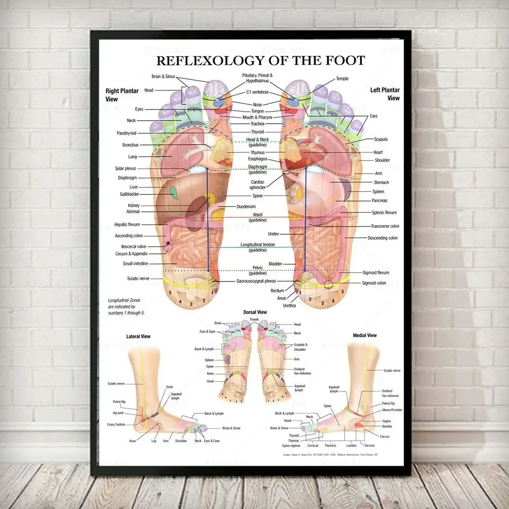 

Scandinavian Simple Wall Art Acupuncture Points Diagram Anatomy Foot Reflexology Poster Print Home Bedroom Living Room Decor