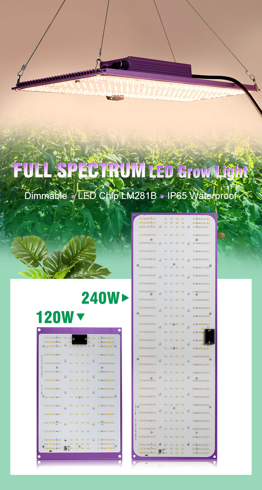 120W Vollspektrum LED-Wachstumslampe Lm281B 3000K 6000K 730Nm 395Nm Hochleistungs-LED-Chip für Gewächshäuser Dimmbar – Detail 1