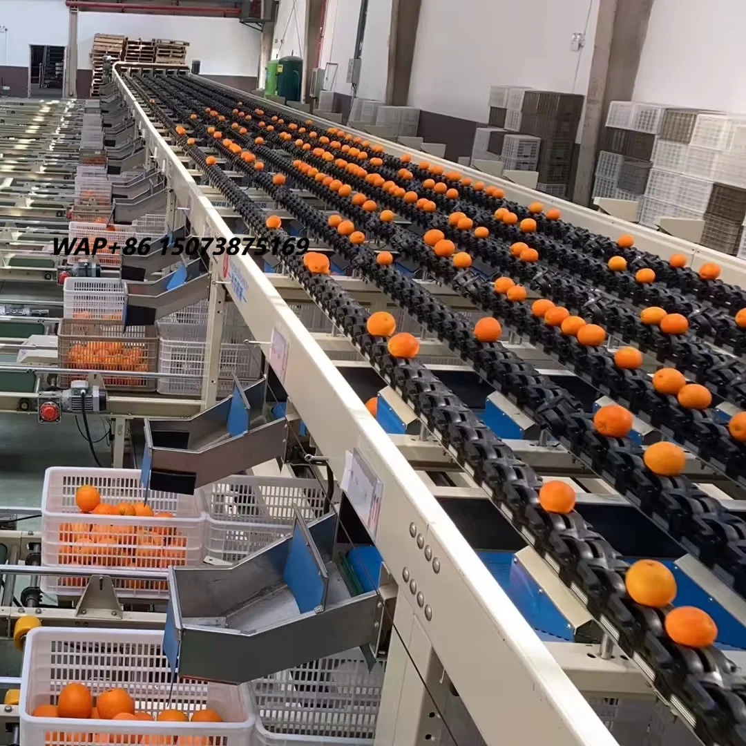 Medium Multifunctional Fruit Sorting Machine for Navel Orange Raw Material Screening-Automatic Sorter for Fruit Processing Plant
