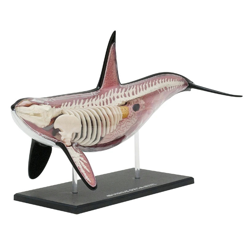 4D Vision Animal Orca Model Whale Animal Organ Anatomy Model Medical Teaching DIY  Assembling Model