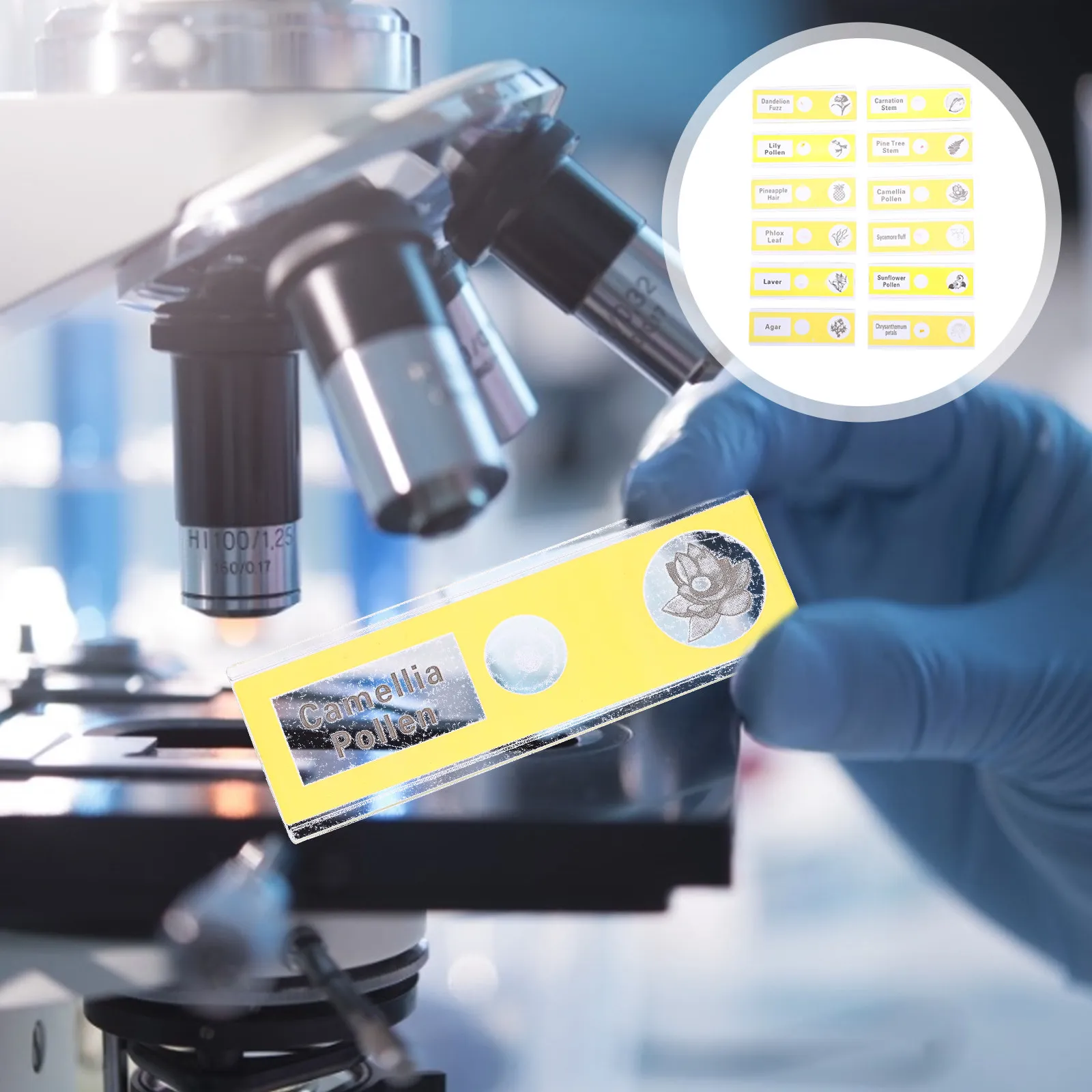 Lames de microscope préparées pour enfants, ensemble de 12 spécimens végétaux en plastique pour microscopes stéréoscopiques, apprentissage de la botanique