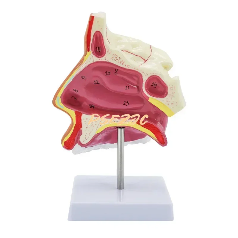 PVC Medical Human Nasal Cavity Anatomy Model for Otolaryngology Teaching  Supplies