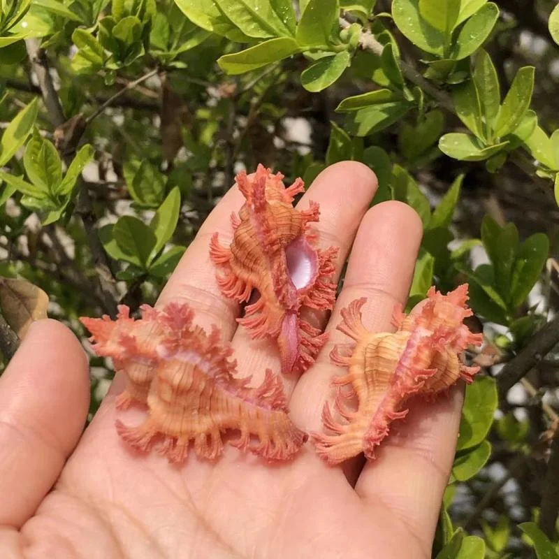 Pink Branched Murex Conch Shell: Ideal Aquarium Ornament & Landscaping for Fish Tank, also Perfect for Hermit Crab & Snail Habit