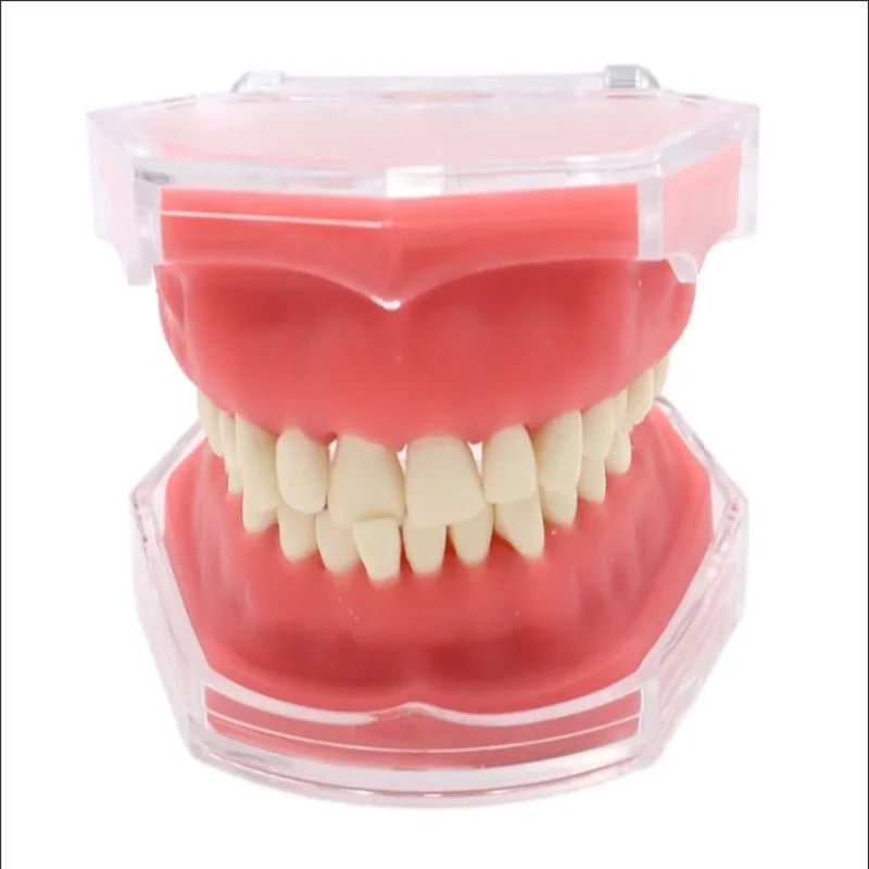 

Dental Teaching Model Soft Gum Practice Full Mouth Extractable Tooth Model Simulated Face Red Color