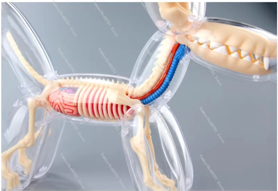 4D Anatomical Assembly Model of Balloon Dog with Perspective Bones and Internal Organs, Educational Toy