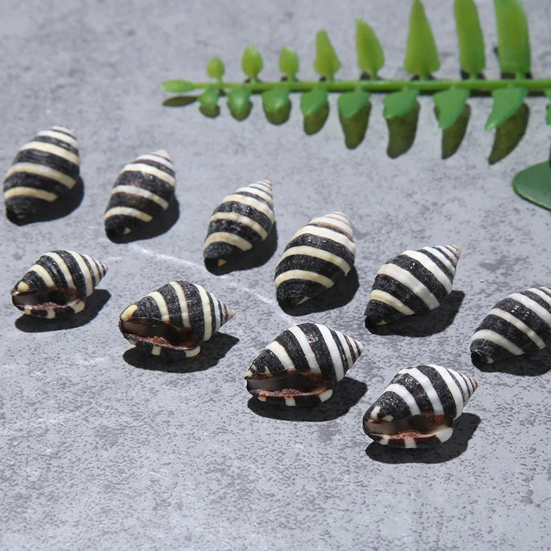 

Striped Snail Shell for Aquarium, Micro Landscape, Jewelry, Amber Accessories, Small Hermit Crab Replacement Shell, 1cm