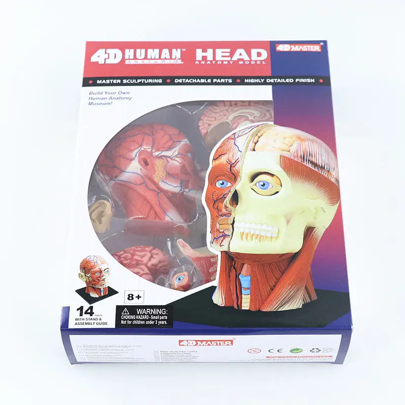 4d-master-testa-umana-nervo-muscolare-organo-anatomia-modello-insegnamento-medico-assemblaggio-puzzle-fai-da-te