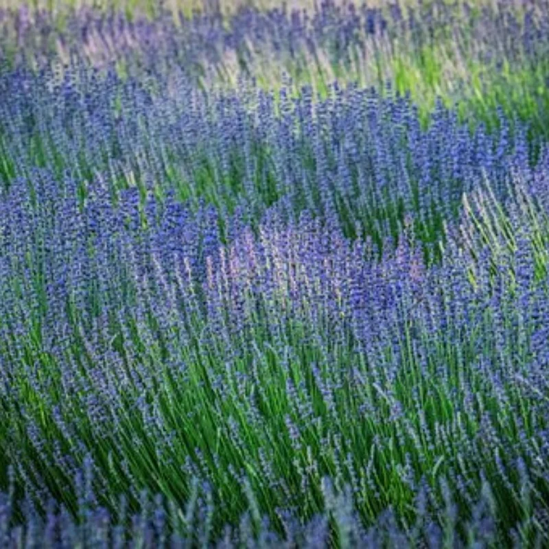 1/16 Henglong Tank 3818 Tiger Auto piezas de montaje (excluyendo tanques con control remoto)