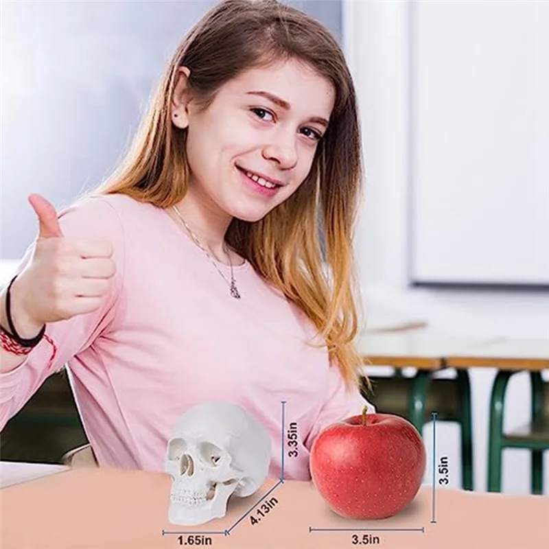Model Tengkorak Manusia Mini ABLJMini, Model Tengkorak Anatomi 3 Bagian dengan Tutup Tengkorak yang Dapat Dilepas dan Mandibula Artikulasi