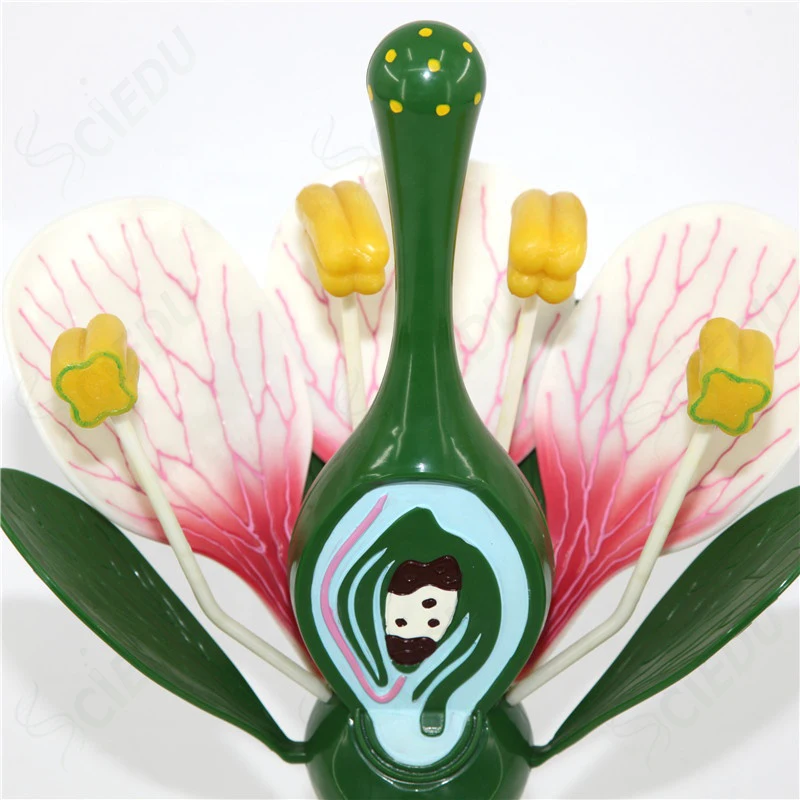 Medical Anatomy Education Flower Plant Model Biology Teaching Medical Education Flower Plant Model