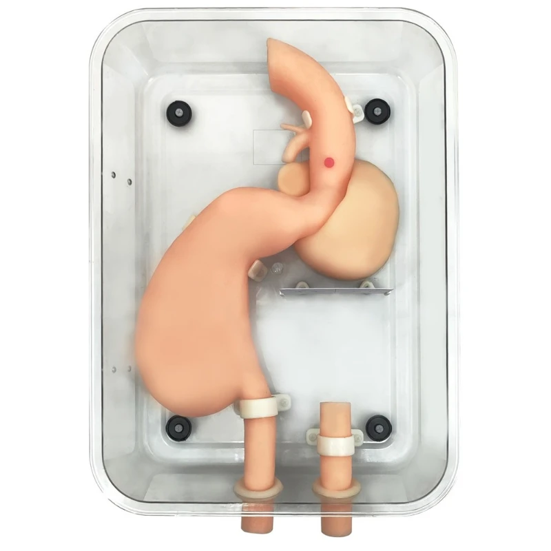 Gastroscopy Teaching/training Model Lateral Lying Training for Stomach and Duodenum Soft and Elastic Without Damaging The Mirror