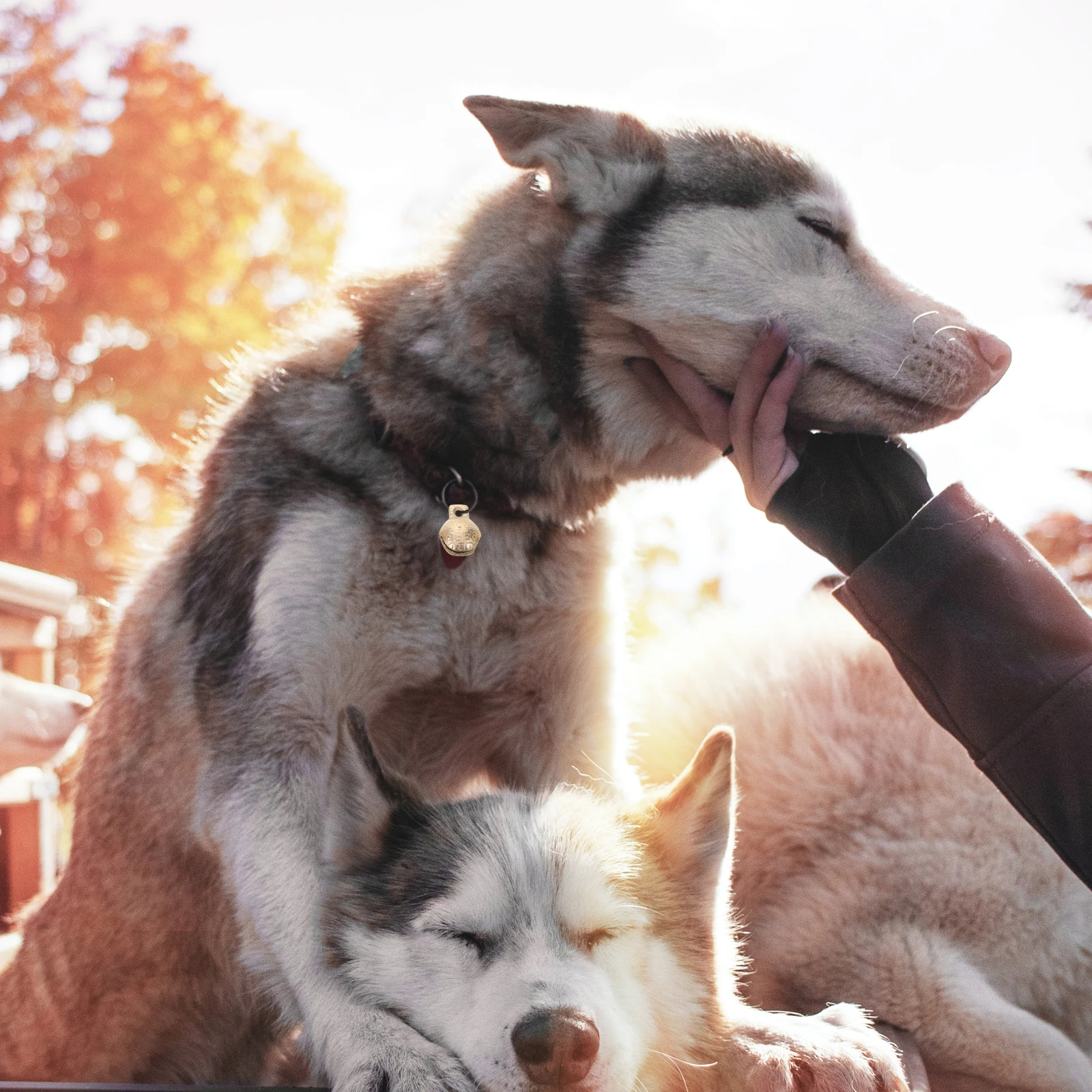 

10Pcs Tiger Head Copper Bells Loud Grazing Anti-Lost Bells Vintage Bell Bag Ornaments for Farm Bell Bag Ornaments