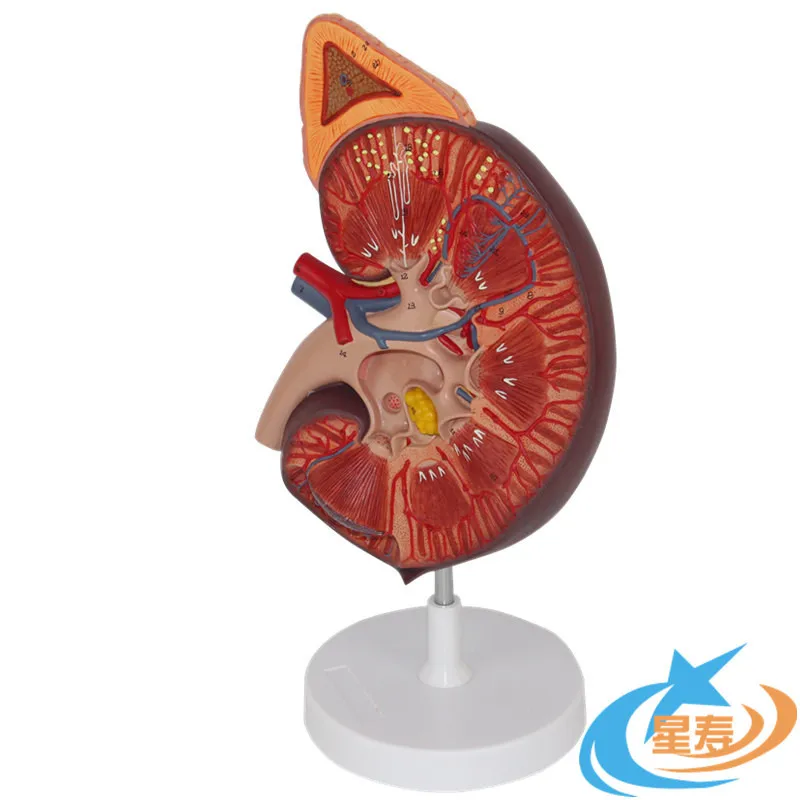 Anatomy model of human kidney with adrenal gland model, urology and nephrology department, doctor-patient communication model