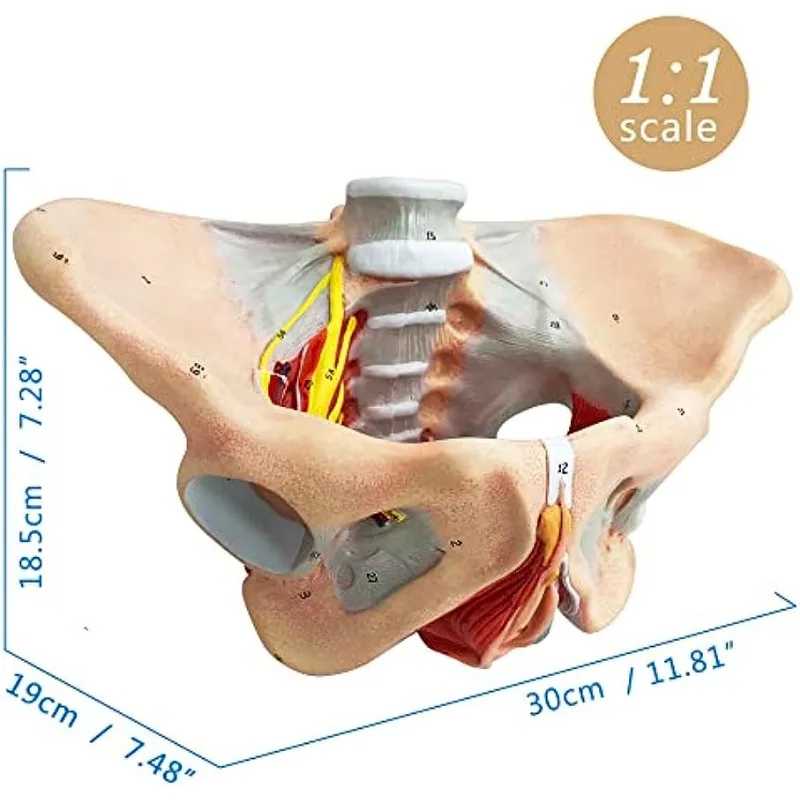 1:1 Life Sized Human Female Pelvis Neural Model Pelvic Floor Muscle Nerve Perineal Ligament Neuromuscular Model