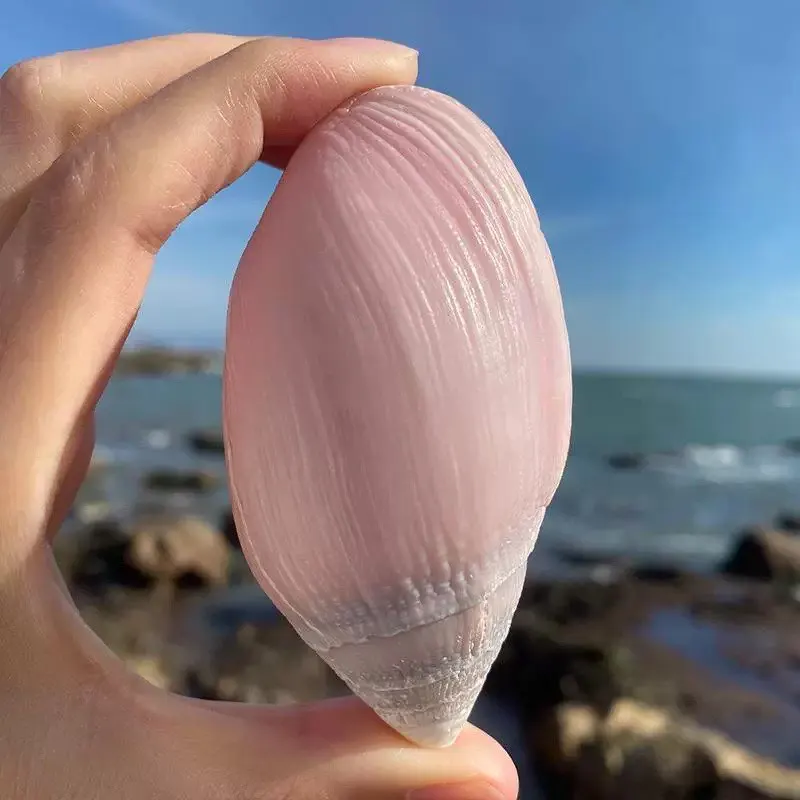 

Натуральная коллекционная раковина улитки Miehl's Snail Conch, натурального цвета, для аквариумного ландшафта, декоративных поделок, домашнего декора