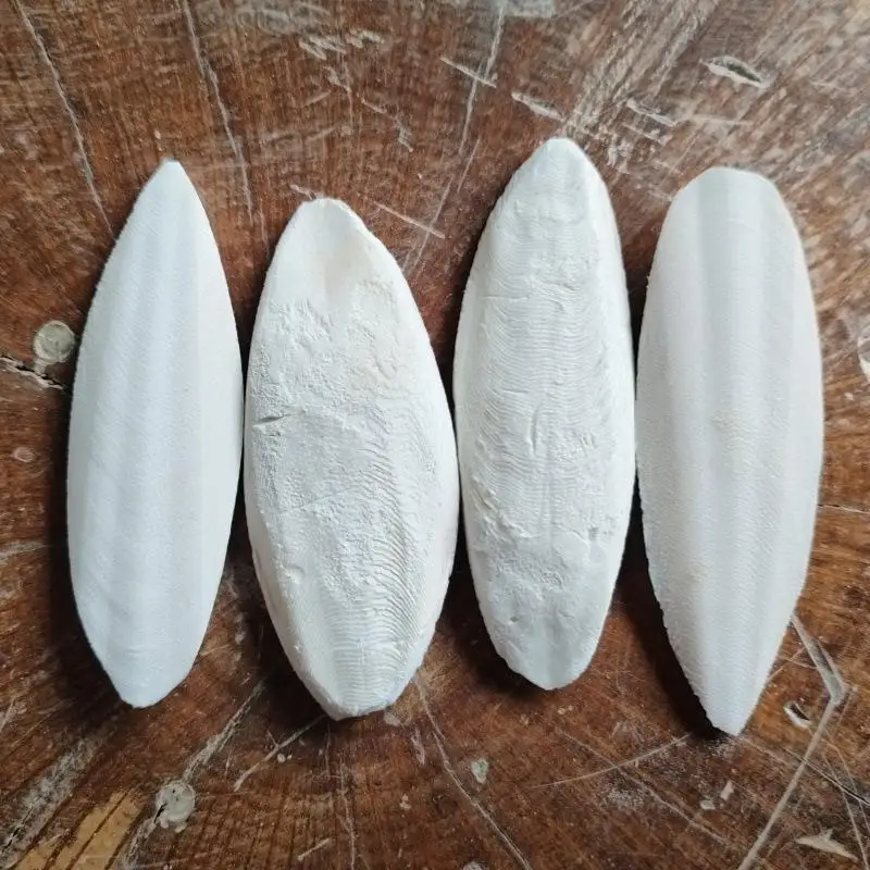 1pc Natural Cuttlebone Chew Toy For Parrots Budgies Hamsters Small Pets Teeth Grinding Calcium Supplement Bird Supplies Healthy