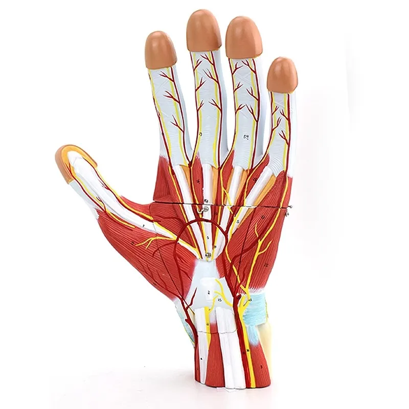 Human Hand Muscle Nerve Blood Vessel Anatomy Model Life Size Detachable 3 Parts Hand Model Medical Science Teaching Tool