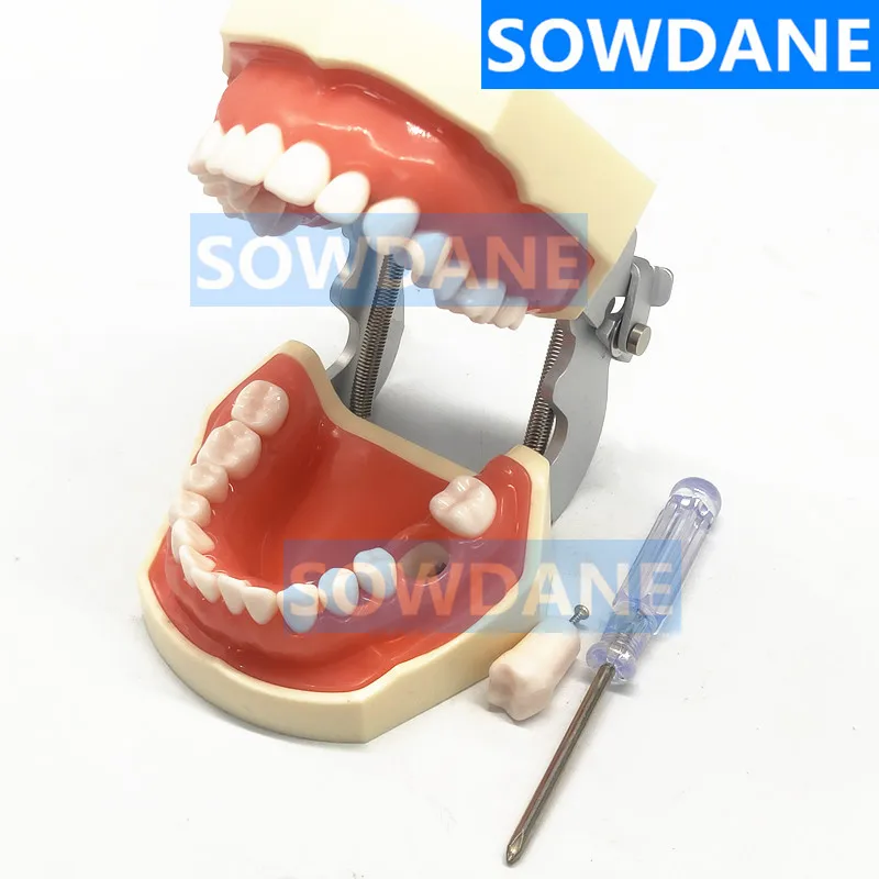 

Normal Type Model Dental Universal Plate Type Removable Teeth Soft Gum Study Tooth Model for New Dentist Traning in school