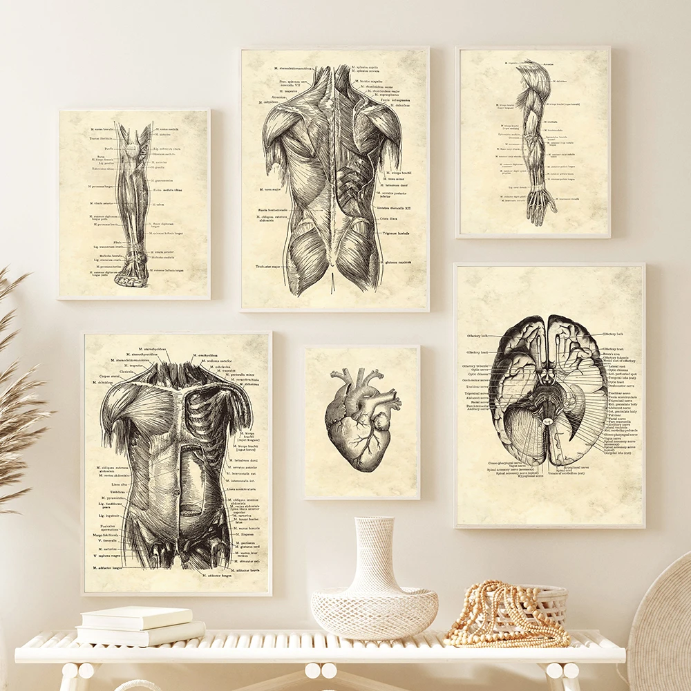 Vintage Human Body Anatomy Artwork Medical Wall Pictures Skeleton Organ Muscle Canvas Painting Posters Prints Clinic Room Decor