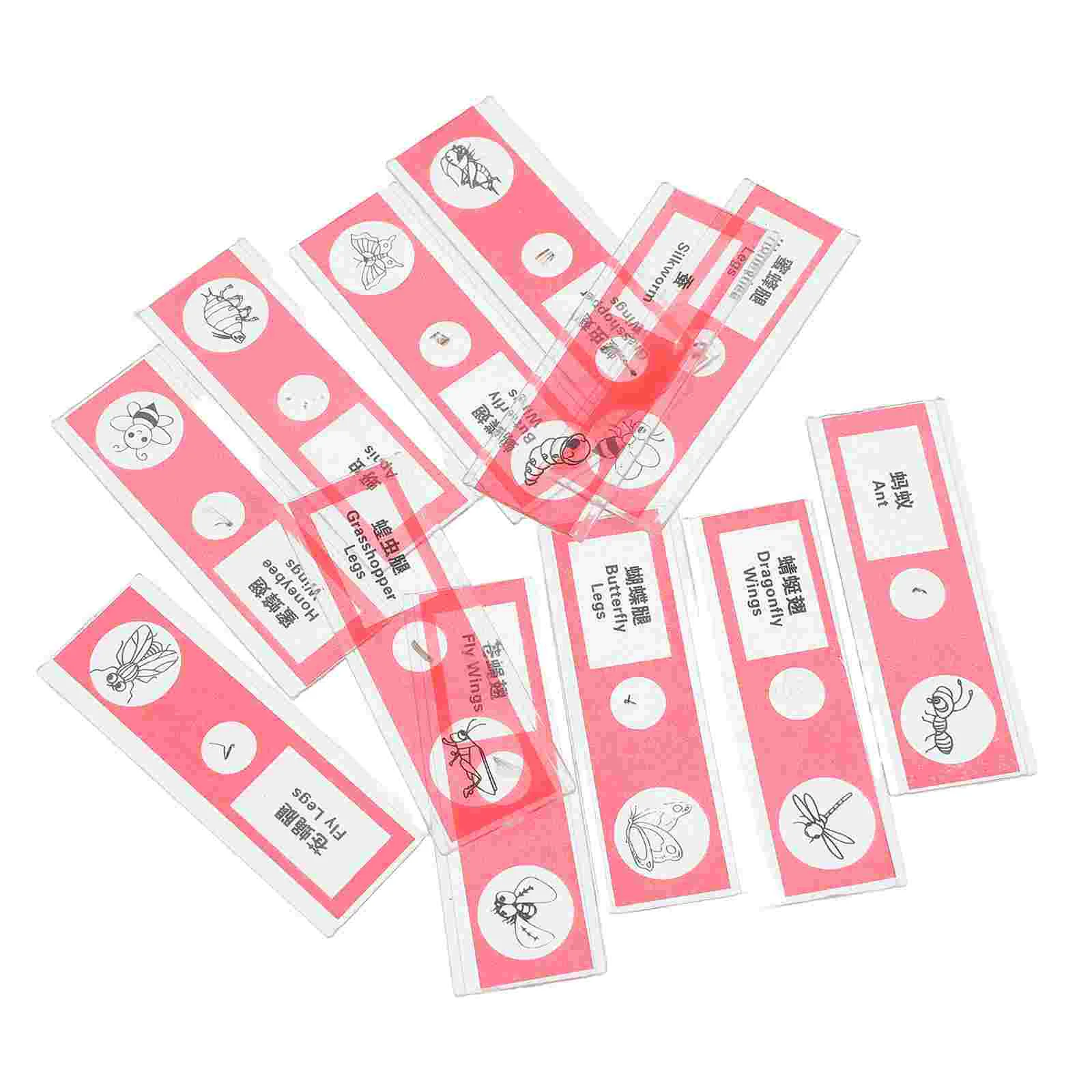 12 Pcs Biological Sample Sections Kids Microscope Slides Animal Red Plastic Child