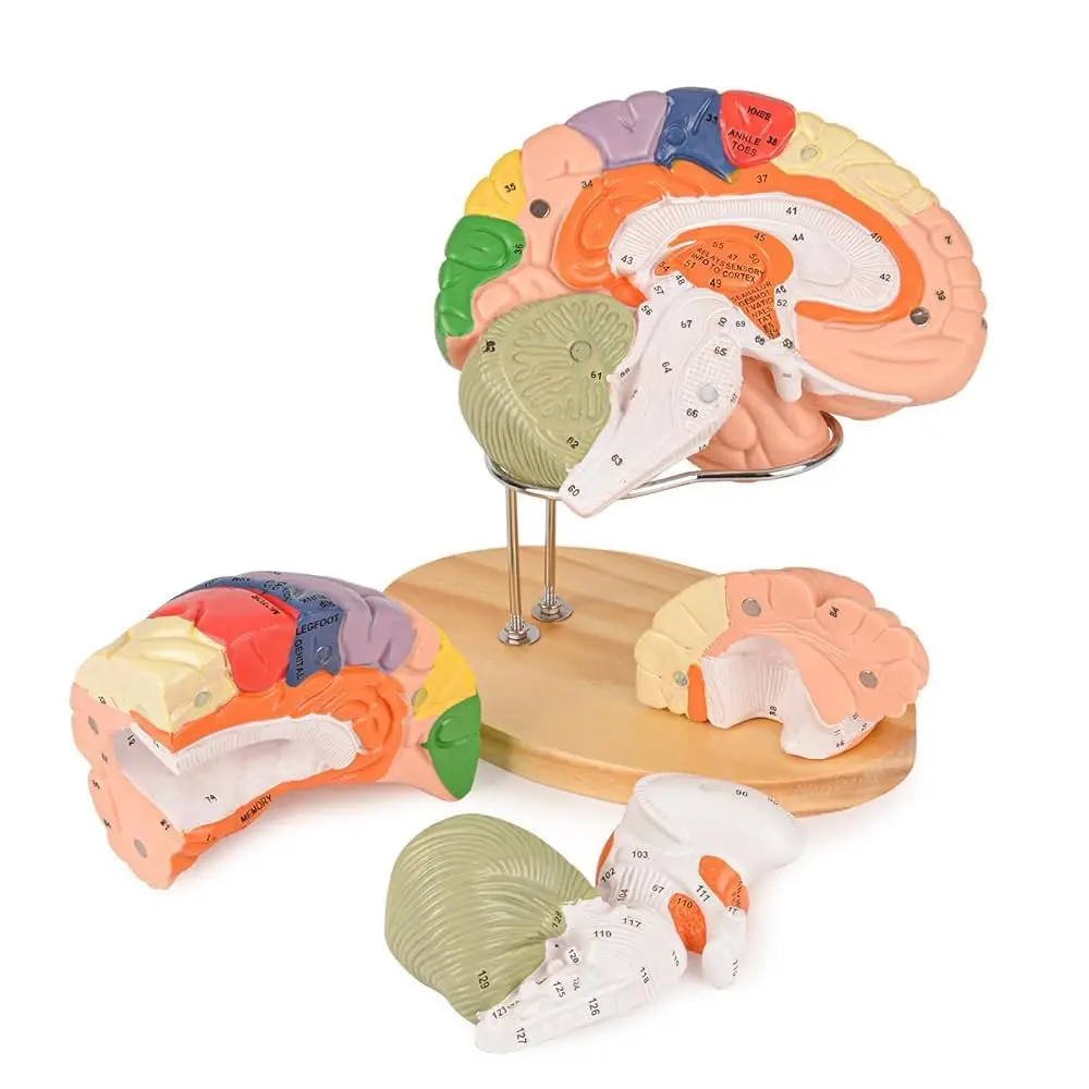 

Human Brain Model for Neuroscience Study, Labeled Anatomy Educational Display with Guide