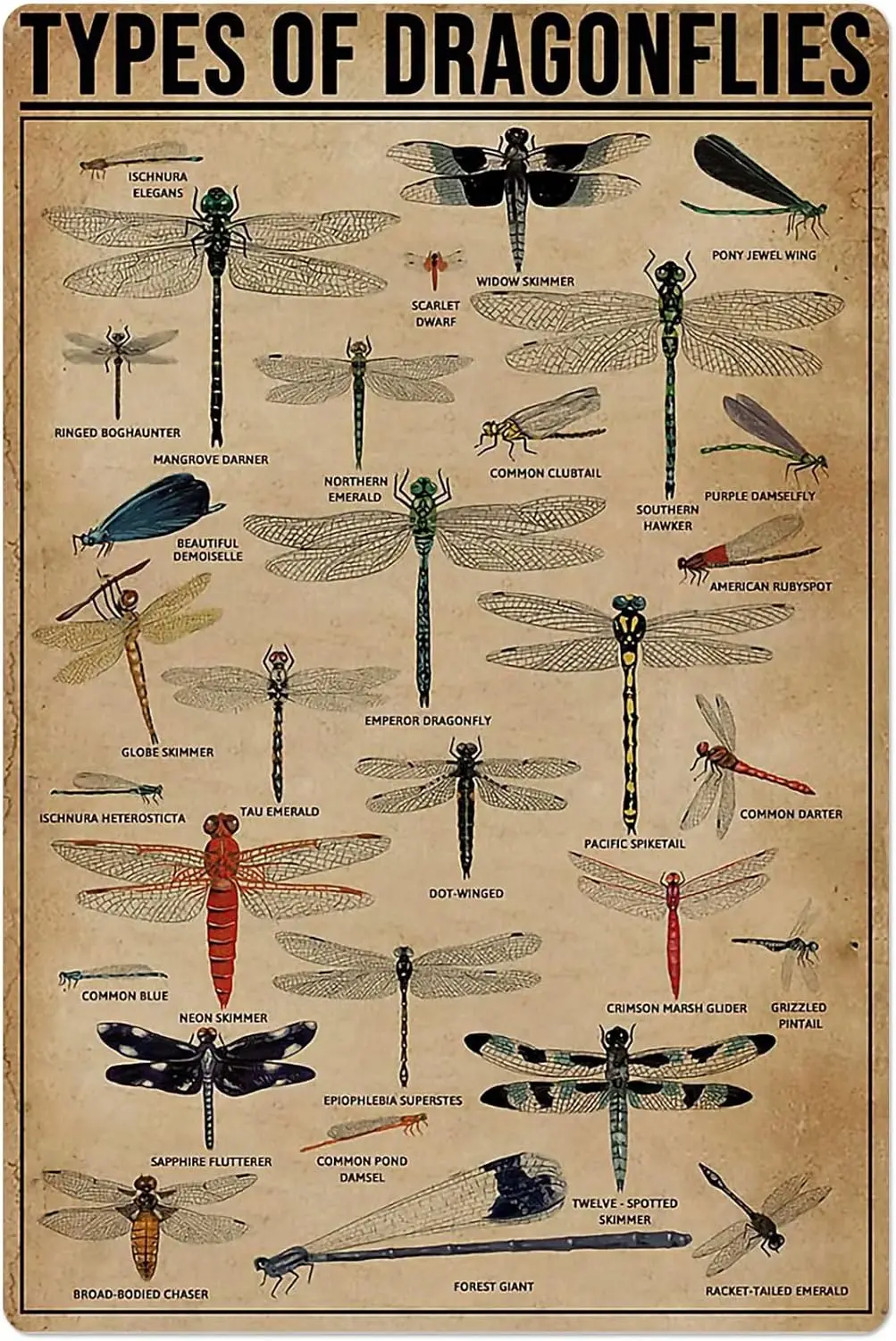 Vintage Types Of Dragonflies Knowledge Aluminium Metal Tin Sign  Home Poster Bar Pub Decor-Aluminum