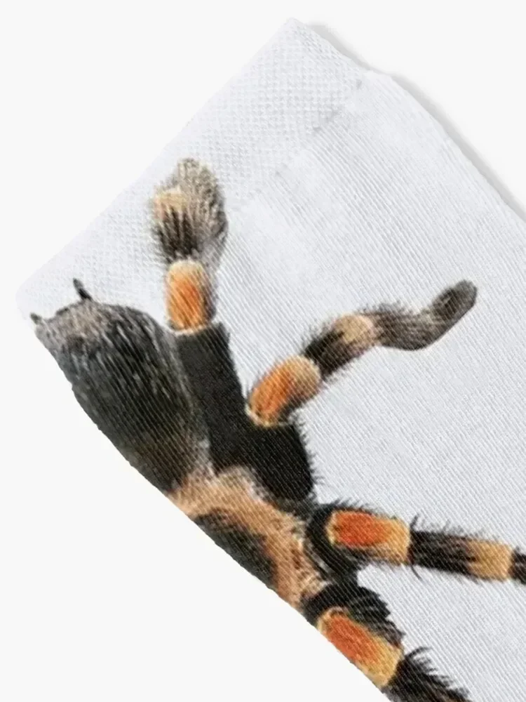 little spider, tarantula, spider Socks heated Running bright garter sports stockings Boy Child Socks Women's