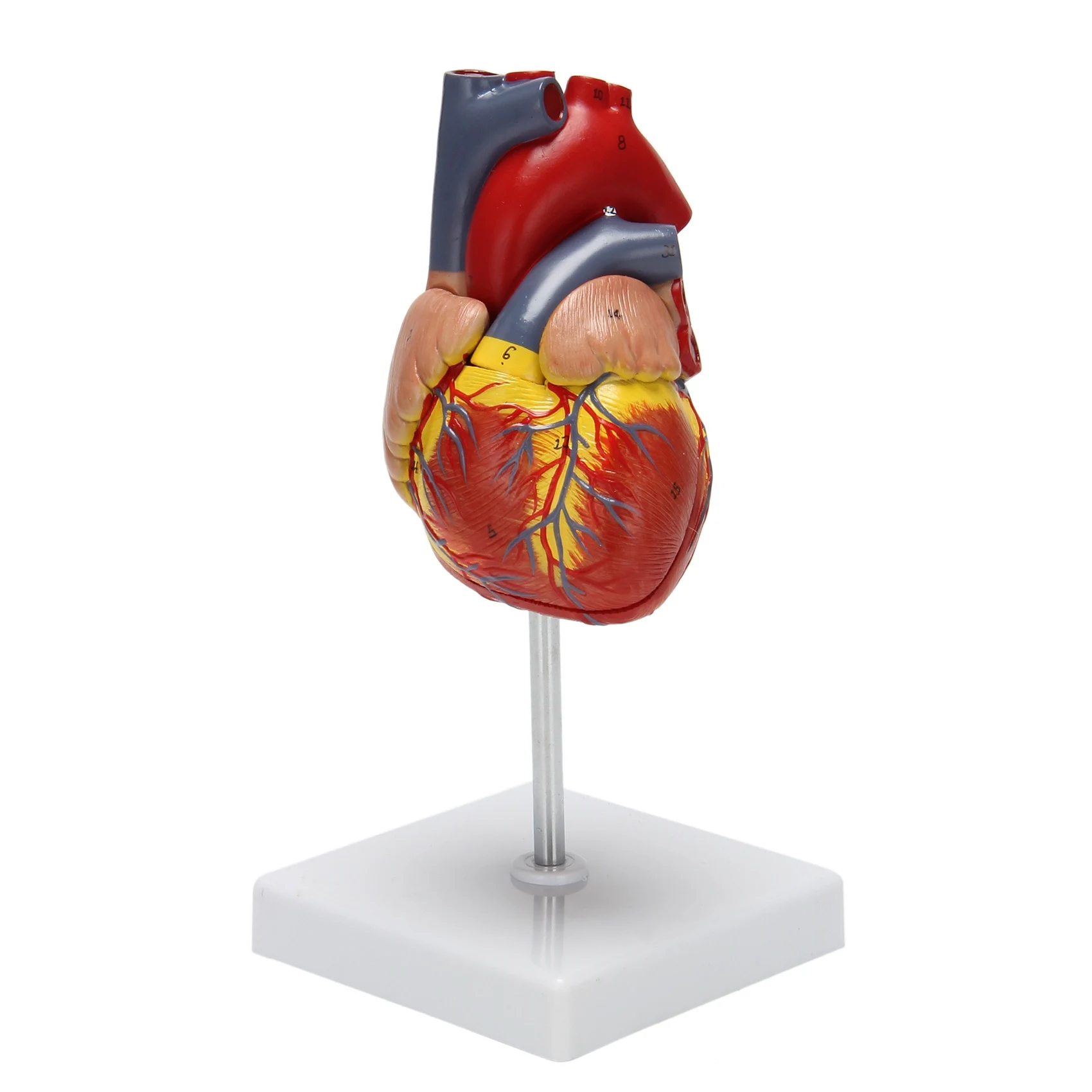 1: 1 Human Heart Model, Anatomically Accurate Heart Model Life Size Human Skeleton Anatomy For Science Classroom Study Display