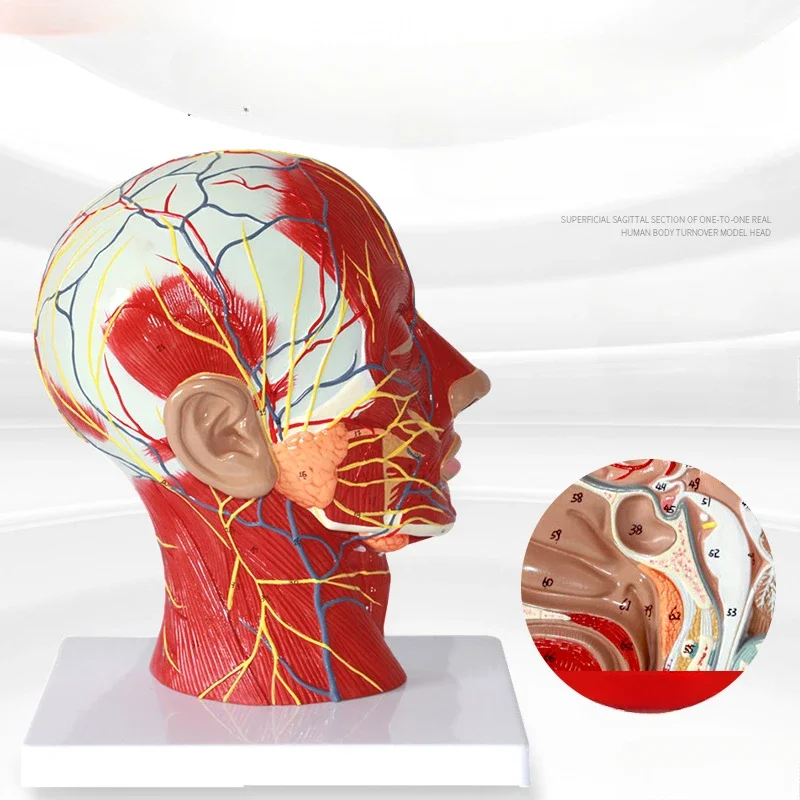 Human Half Head Superficial Neurovascular Model with Musculature Life Size Anatomical Head Model for Medical Science Display