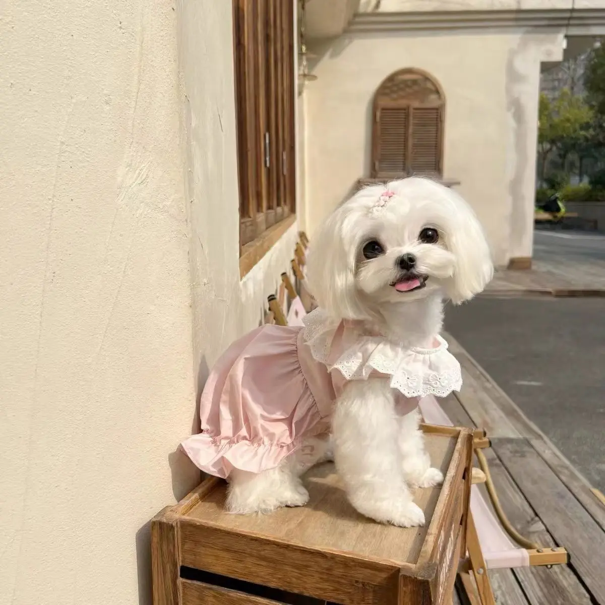 Lace Dog Pumpkin Group Pet Cute Ice Cream Color Pumpkin Skirt Summer Clothes Maltese Cat Bubble Skirt Dog Dresses For Small Dogs