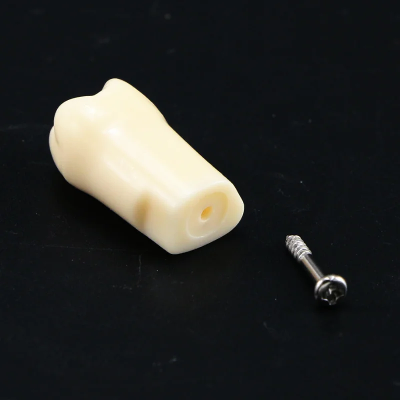 Dental Model 28PCS Replacement Screw-in Teeth fit Kilgore NISSIN 500 Type Demonstration Model Dentist Tool