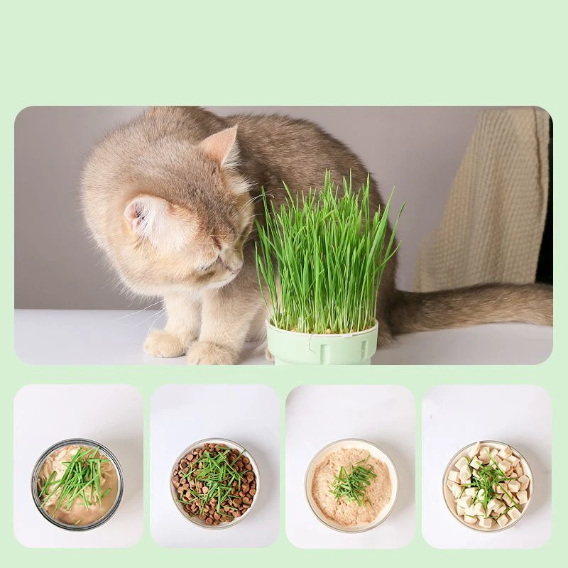 Cat Snack Planting Color Pot Lazy Soilless Hydroponic Cat Grass Planting Box