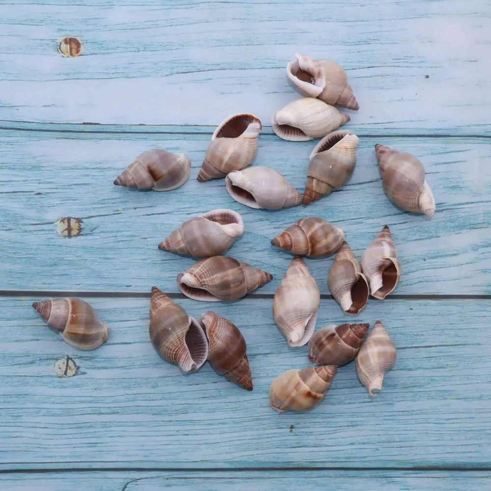 Mixed Natural Seashells And Conchs For Fish Tank Landscape Decoration Ocean Theme Diy Craft Making Home Decor Ornaments