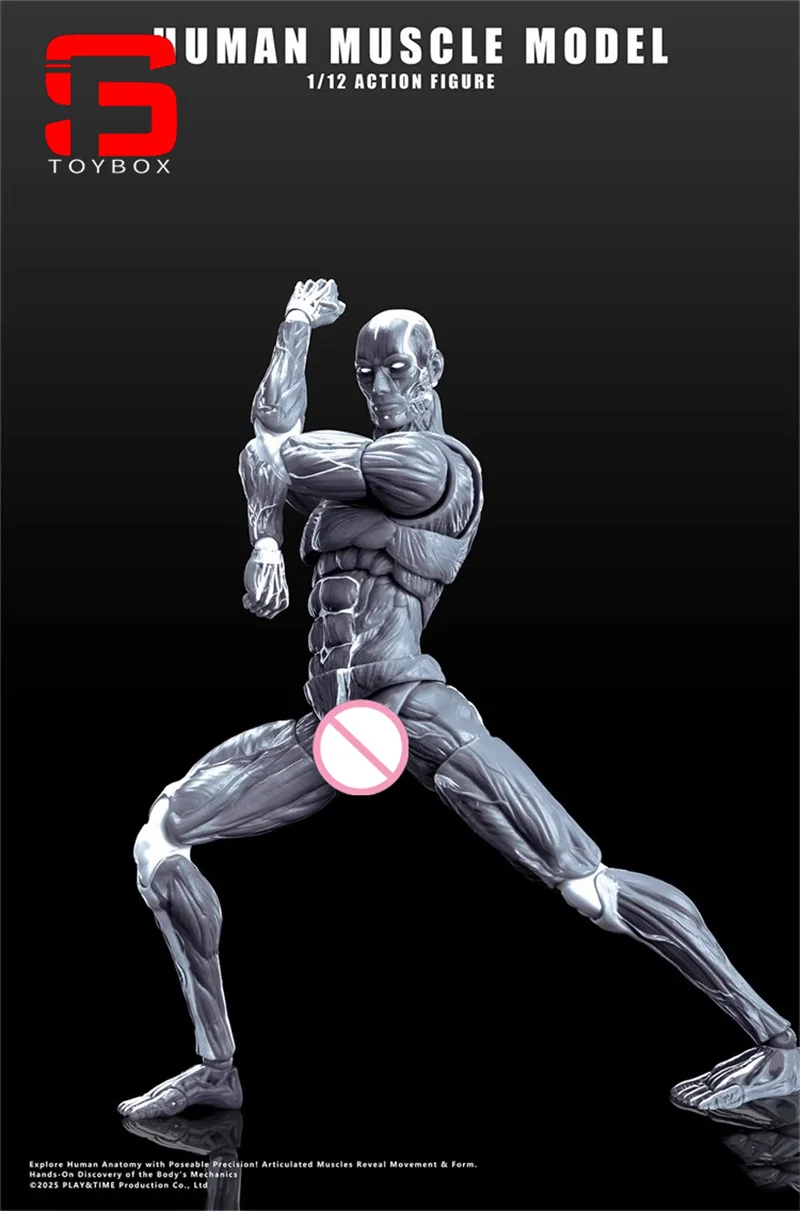 【2025 Q4】인간 근육 모델 1/12 스케일 남성 근육 관절 바디 6" 취미 컬렉션을 위한 슈퍼 유연한 관절형 바디 인형