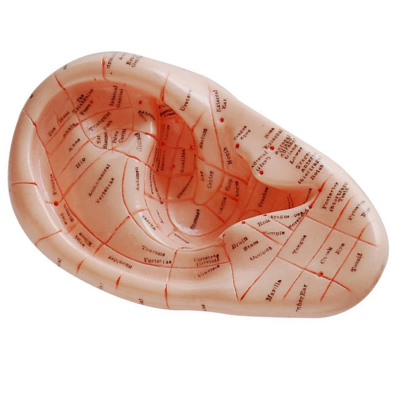 English Version Ear Pins Auricular Application Model Ear Acupuncture Points Model