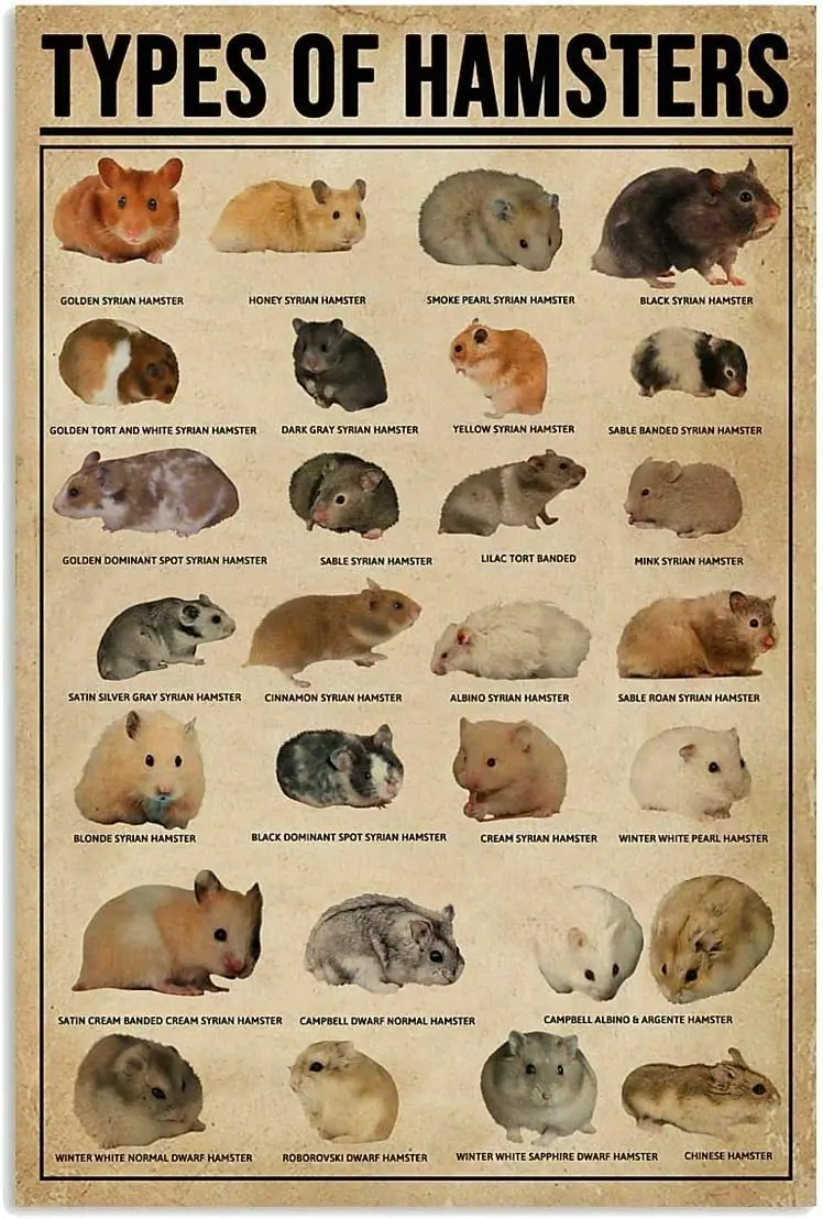 Types of Hamster Poster for Bedroom Livingroom Gift for Family and Friend Wall Art Decoration Metal Plaque Sign  ,#p96