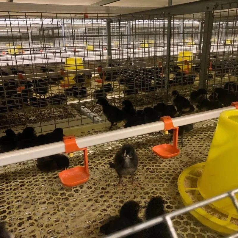 TBB Best Sellers H-Type Broiler Poultry Cage Family Farms Used With Motor For Home Use And Retail