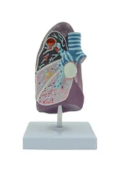 

Pathological Lung Model Medical Science Human Anatomy Simulator Educational Assistance Teaching Aids for Middle School