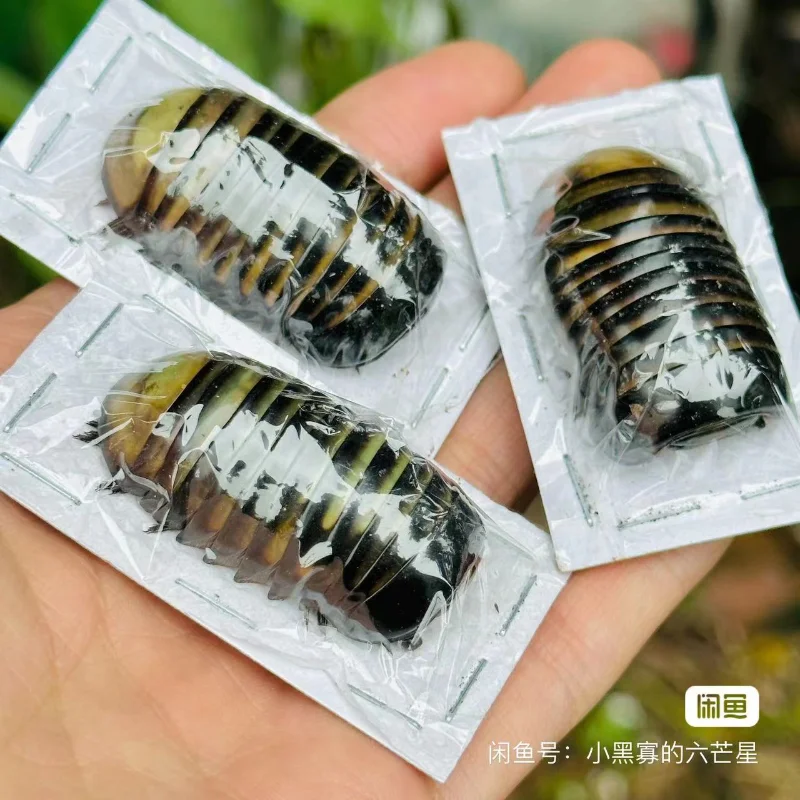 Pill millipedes Real insect specimen Tropical Rainforest Curious Insect Photography Collection Natural Gift home decor