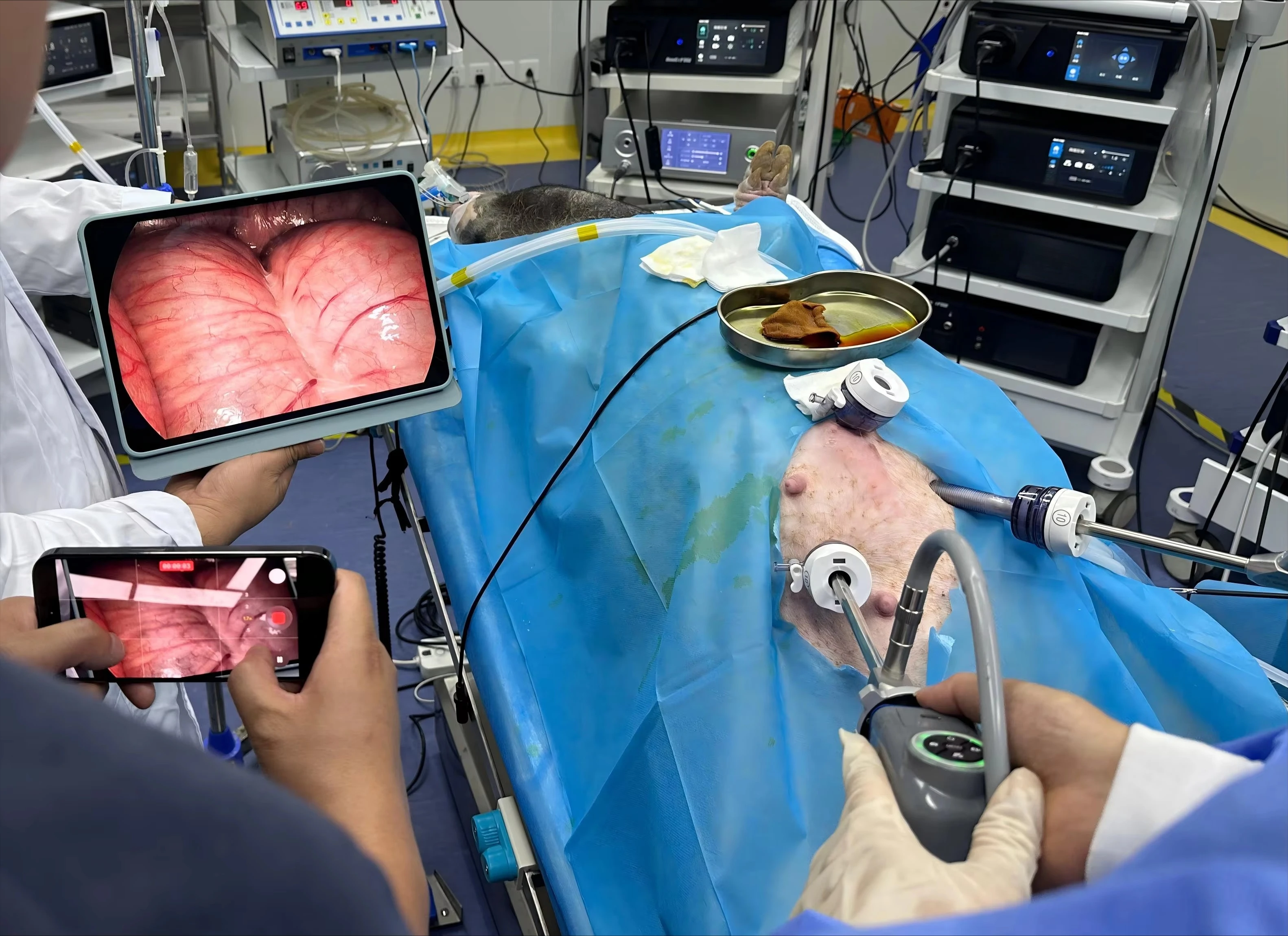 Low-noise 1800TVL portable wireless surgical instrument endoscope for minimally invasive examination of pets and livestock
